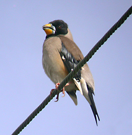 Chinese Grosbeak, South Korea